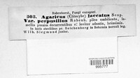 Laccaria laccata image